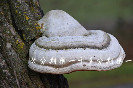 欠分期乐一千多(分期乐一千多没还)