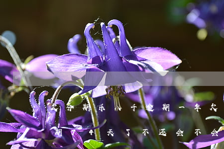 欠分期乐八千逾期一年(欠分期乐600元逾期74天了不还会不会有事2020)