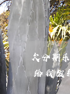 欠分期乐逾期三天收到短信(分期乐逾期两天给我发短信说严重逾期)