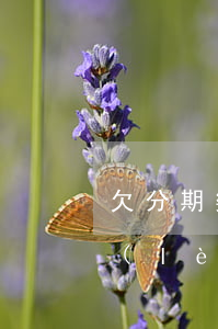 欠分期樂(lè)8000還不上(欠分期樂(lè)8000左右半年沒(méi)還了會(huì)坐牢嗎)