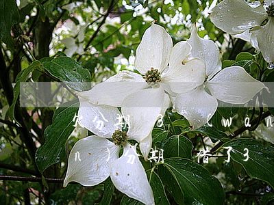 欠分期樂3萬(wàn)卻要還4萬(wàn)(分期樂借了3萬(wàn)沒還)