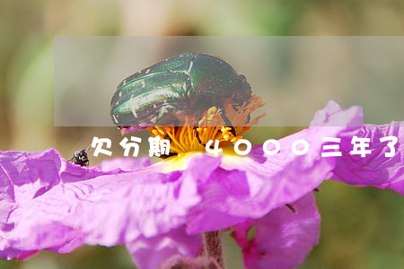 欠分期樂4000三年了