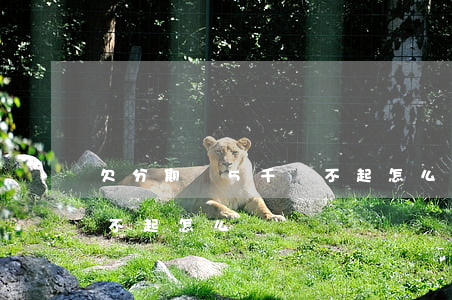 欠分期樂5千還不起怎么辦(分期樂幾千塊還不起怎么辦)