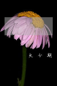 欠分期樂一千多沒還(分期樂一萬多沒還)