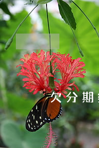 欠分期樂一萬塊錢會上家里去嗎-