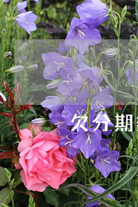 欠分期樂四萬會坐牢嗎