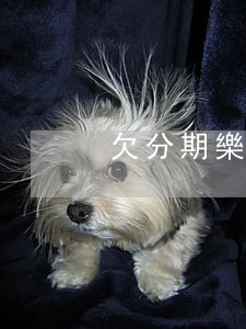 欠分期樂短信叫去開庭