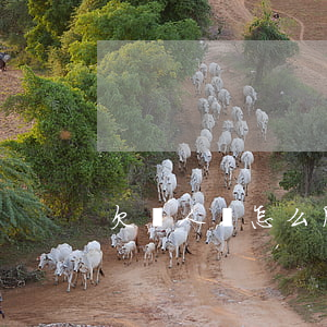 欠別人錢怎么用花唄還(如何用花唄還別人錢)