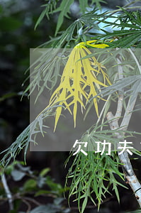 欠功夫貸不還錢會怎么樣(功夫貸好過嗎)