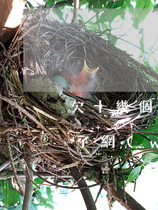 欠十幾個(gè)網(wǎng)貸一年多了(網(wǎng)貸欠了10幾萬)