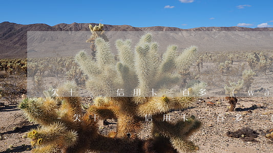 欠十幾張信用卡一百多萬(wàn)怎么辦-欠十幾張信用卡一百多萬(wàn)怎么辦理