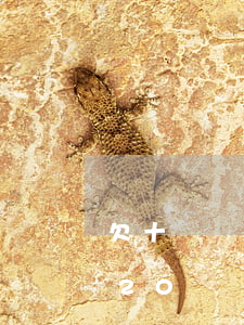欠十幾萬網(wǎng)貸如何快速還清(欠20萬網(wǎng)貸怎么快還清)