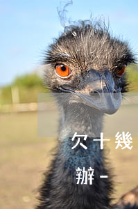 欠十幾萬網(wǎng)貸無力償還我怎么辦-