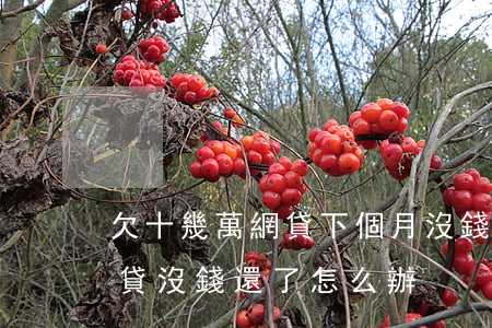 欠十幾萬網貸下個月沒錢還了(欠了幾十萬網貸沒錢還了怎么辦)