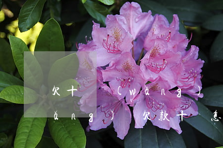 欠十萬網(wǎng)貸求大神幫助(網(wǎng)貸欠款十萬怎么辦)