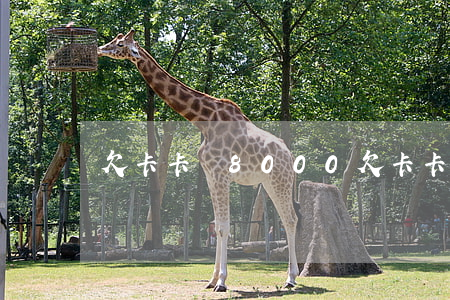 欠卡卡貸8000(欠卡卡貸8000)