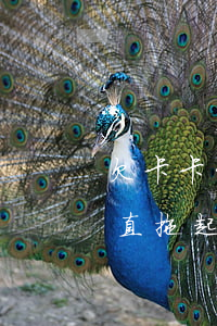 欠卡卡贷没还三年了(欠信用卡的钱三年了 一直拖起的)