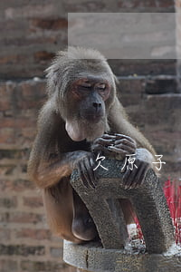 欠原子貸1000(原子貸是真的嗎)