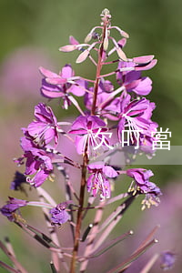 欠叮當(dāng)貸的錢還不起會被告嗎
