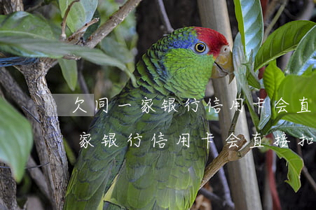 欠同一家银行信用卡会直接扣取吗-欠同一家银行信用卡会直接扣取吗怎么办