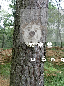 欠哪些網(wǎng)貸可以不還的(欠網(wǎng)貸真的可以不還嗎)