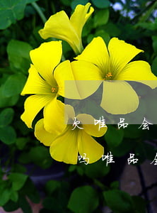 欠唯品会15000.逾期11天就要起诉吗（唯品会贷款逾期真的会起诉吗）