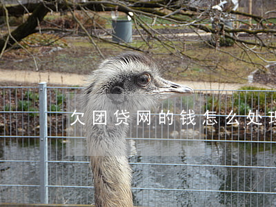 欠团贷网的钱怎么处理(团贷网到底欠多少钱)
