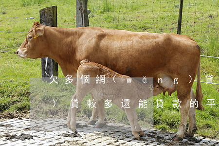 欠多個網(wǎng)貸平臺(網(wǎng)貸較多還能貸款的平臺)