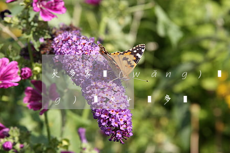 欠多家網(wǎng)貸40萬(網(wǎng)貸欠4萬多嗎)