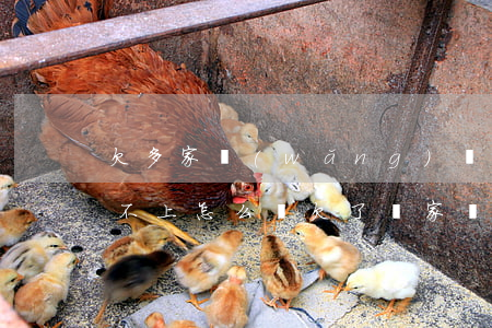 欠多家網(wǎng)貸一時(shí)還不上怎么辦(欠了幾家網(wǎng)貸還不上怎么辦)