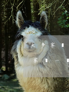 欠多家網(wǎng)貸每個(gè)月每家還一點(diǎn)(欠多家網(wǎng)貸每個(gè)月每家還一點(diǎn))