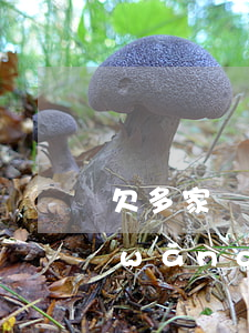 欠多家網(wǎng)貸沒錢還么辦(欠網(wǎng)貸沒有錢還怎么辦)
