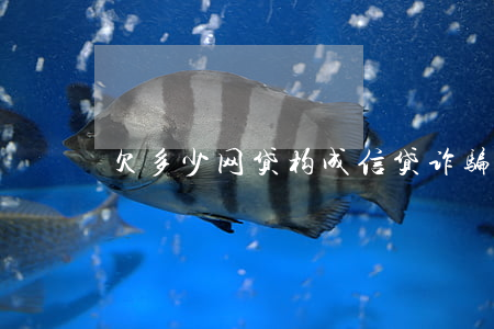欠多少网贷构成信贷诈骗(网贷骗贷罪 怎么判)