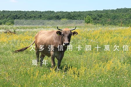 欠多張信用卡四十萬(欠信用卡40多萬會判幾年)