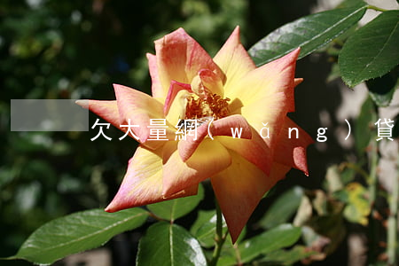 欠大量網(wǎng)貸的人以后怎么樣