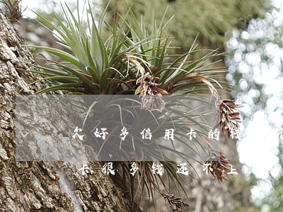 欠好多信用卡的钱还不上了逾期了-欠信用卡很多钱还不上