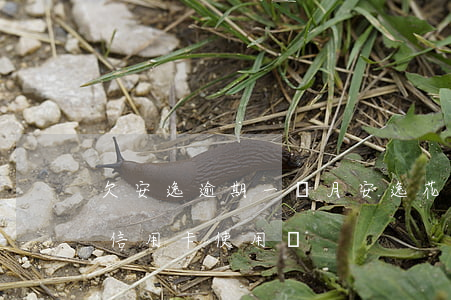 欠安逸逾期一個月(安逸花逾期一個月會影響信用卡使用嗎)