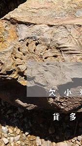 欠小米網(wǎng)貸多少額度(小米貸能貸多少)