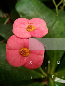 欠小米網(wǎng)貸還不起(網(wǎng)貸欠款還不上)