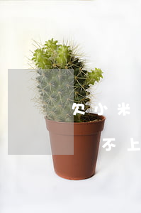 欠小米貸款2萬元違法嗎(小米貸款3.5萬還不上起訴后會(huì)坐牢嗎)