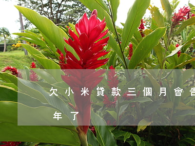 欠小米貸款三個月會告我嗎(小米貸款逾期3年了)