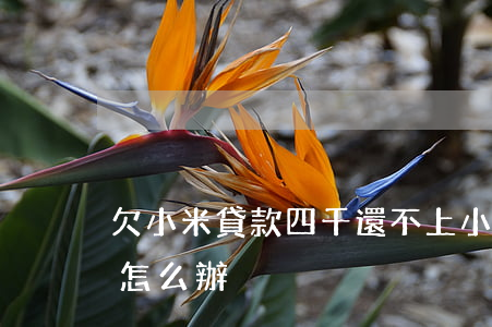 欠小米貸款四千還不上(小米貸款6萬還不上怎么辦)