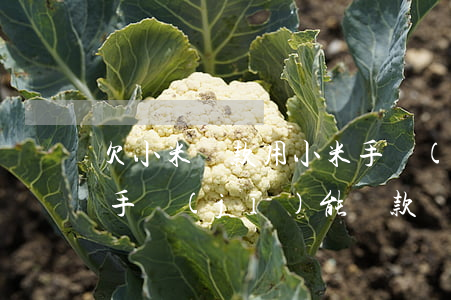欠小米貸款用小米手機(jī)有事嗎(小米手機(jī)能貸款嗎)