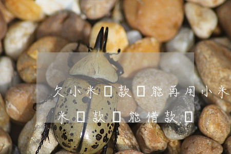 欠小米貸款還能再用小米手機(jī)嗎(小米貸款還能借款嗎)