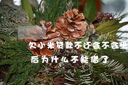 欠小米贷款不还会不会坐牢(小米贷款还清以后为什么不能借了)