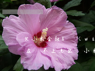 欠小米金融8萬(wàn)現(xiàn)在還不上怎么辦(小米金融的錢(qián)還不上怎么辦)