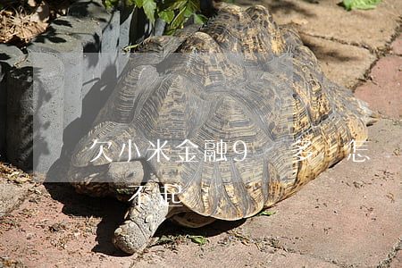 欠小米金融9萬多會怎樣(小米金融貸款9萬還不起)