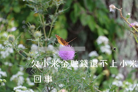 欠小米金融錢還不上(小米金融借不出錢怎么回事)