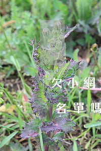 欠小網貸的不還會上黑各單么(欠網貸會上黑名單嗎)