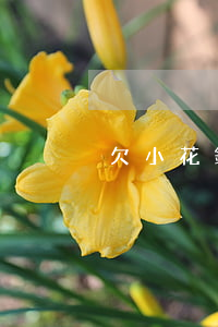 欠小花錢包4千(小花錢包借3000還多少)